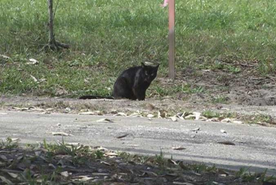 Cocoa residents seeking help for neighborhood overrun by feral cats