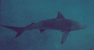 Black Tip Shark. Photo Credit: NOAA