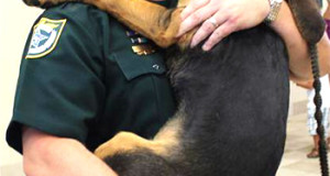 Sheriff's Office To Assume Animal Services Duties - Brevard-Online.com